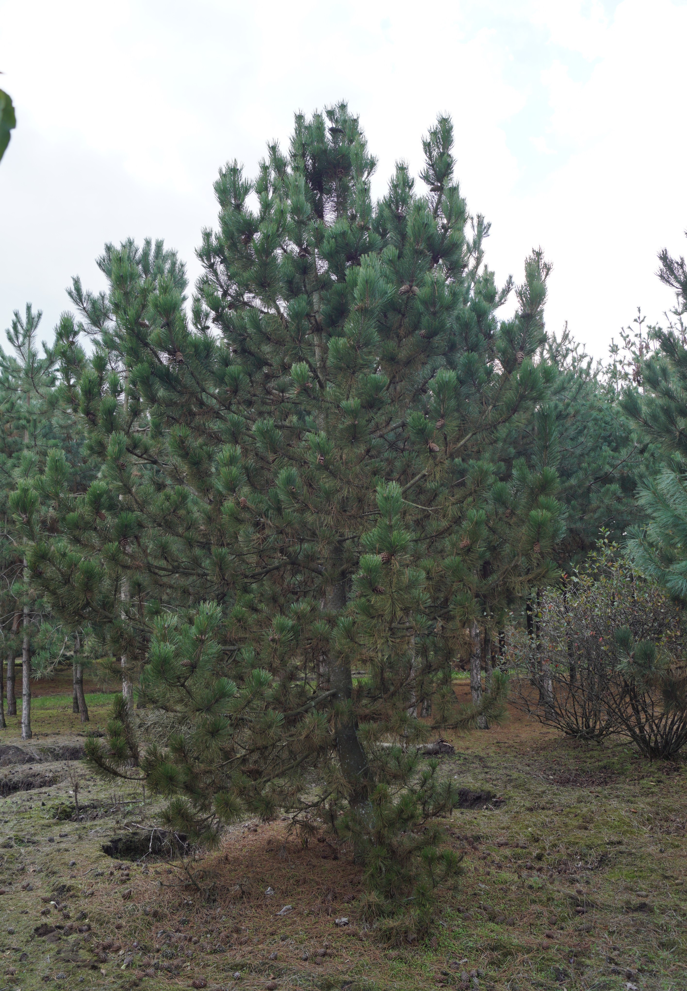 Pinus heldreichii (3)